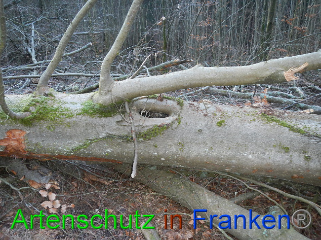 © Artenschutz in Franken® Bild zum Eintrag (1016360-160)