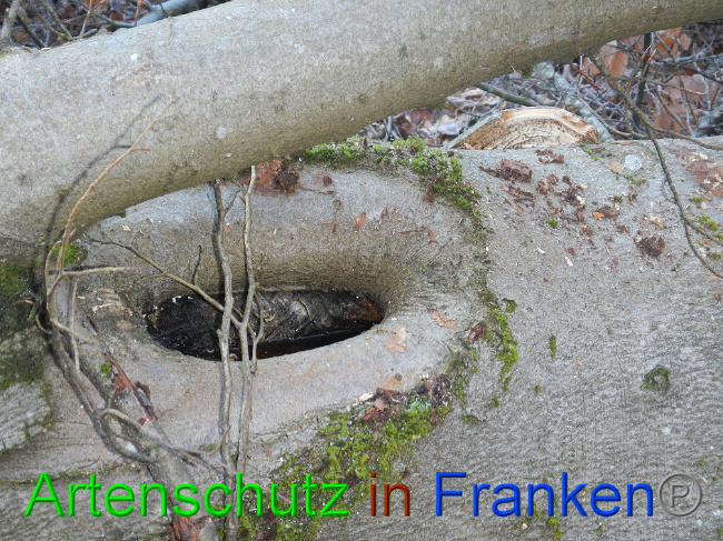 © Artenschutz in Franken® Bild zum Eintrag (1016361-160)