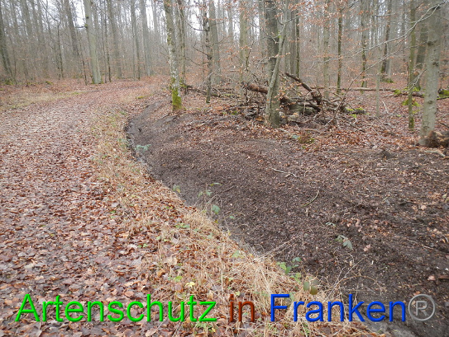 © Artenschutz in Franken® Bild zum Eintrag (1016362-160)
