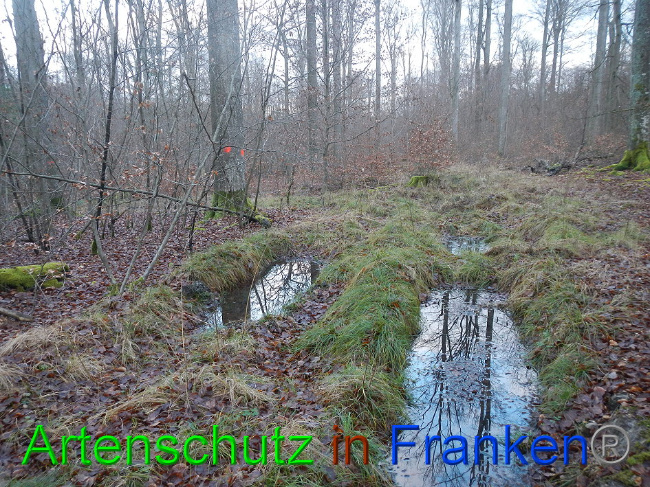 © Artenschutz in Franken® Bild zum Eintrag (1016363-160)