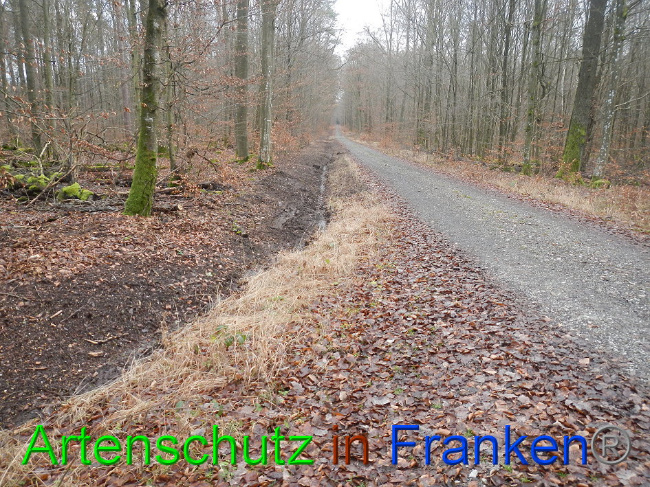 © Artenschutz in Franken® Bild zum Eintrag (1016365-160)