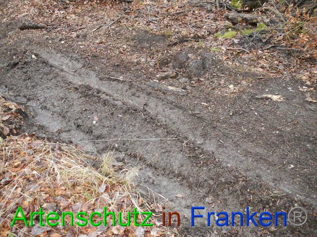 © Artenschutz in Franken® Bild zum Eintrag (1016366-160)