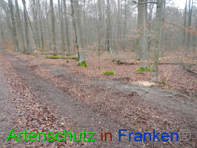 © Artenschutz in Franken® Bild zum Eintrag (1016367-160)