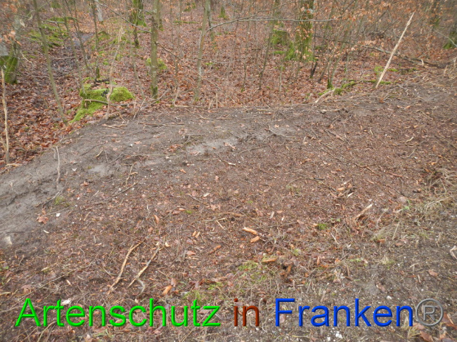 © Artenschutz in Franken® Bild zum Eintrag (1016371-160)