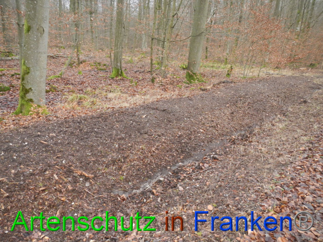 © Artenschutz in Franken® Bild zum Eintrag (1016372-160)