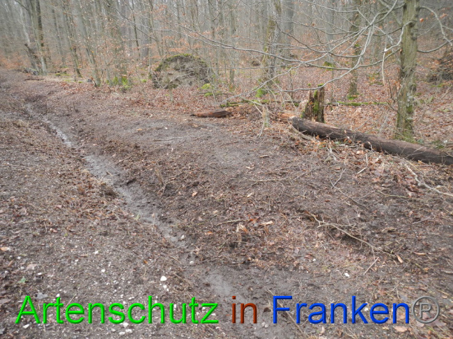 © Artenschutz in Franken® Bild zum Eintrag (1016373-160)