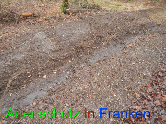 © Artenschutz in Franken® Bild zum Eintrag (1016374-160)