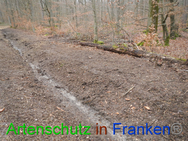 © Artenschutz in Franken® Bild zum Eintrag (1016375-160)