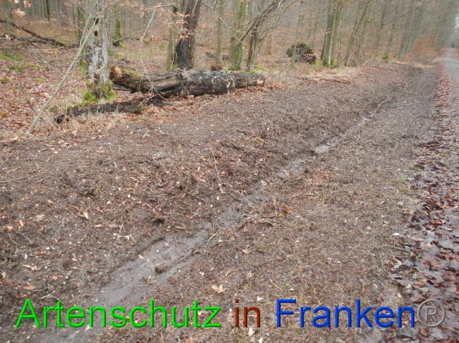 © Artenschutz in Franken® Bild zum Eintrag (1016376-160)
