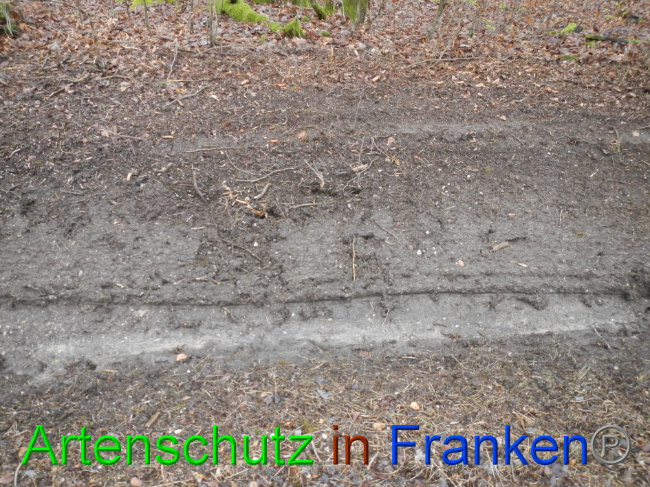 © Artenschutz in Franken® Bild zum Eintrag (1016377-160)