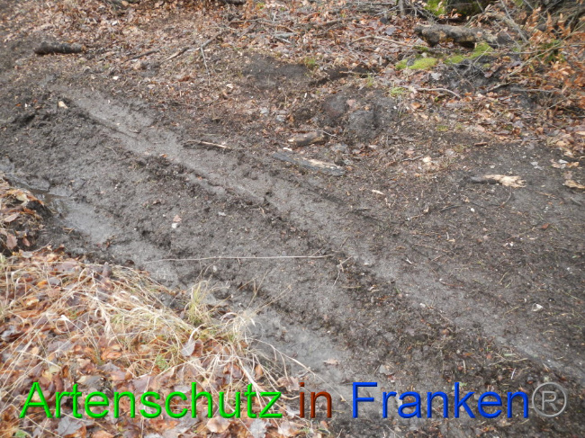 © Artenschutz in Franken® Bild zum Eintrag (1016378-160)