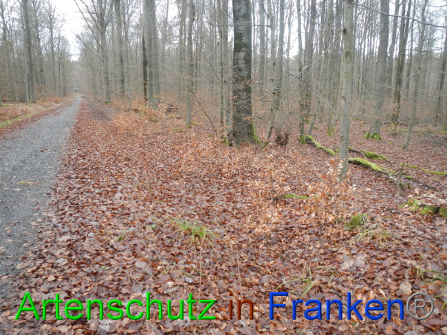 © Artenschutz in Franken® Bild zum Eintrag (1016379-160)