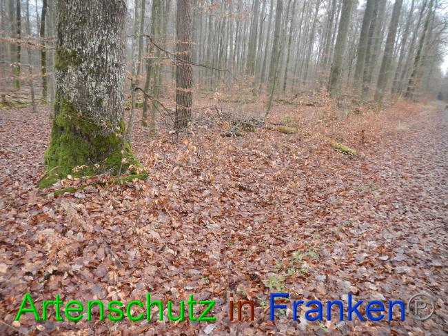 © Artenschutz in Franken® Bild zum Eintrag (1016380-160)