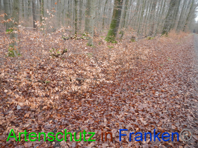 © Artenschutz in Franken® Bild zum Eintrag (1016381-160)