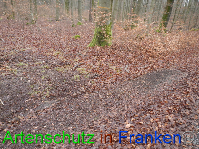 © Artenschutz in Franken® Bild zum Eintrag (1016382-160)