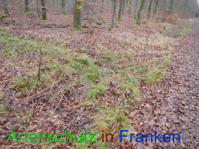 Bild zum Eintrag (1016383-160)