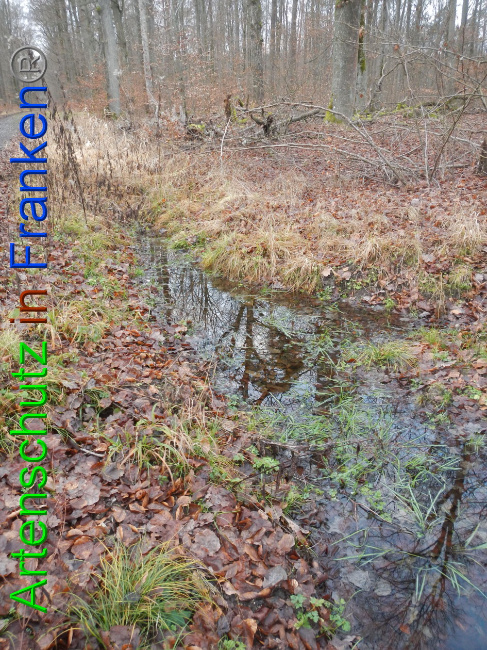 © Artenschutz in Franken® Bild zum Eintrag (1016387-160)