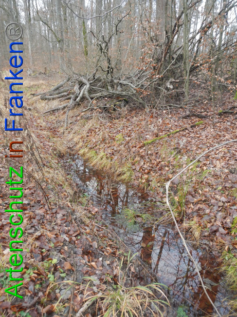 © Artenschutz in Franken® Bild zum Eintrag (1016388-160)