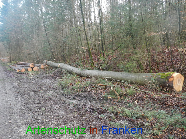© Artenschutz in Franken® Bild zum Eintrag (1016935-160)