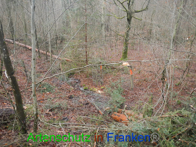 © Artenschutz in Franken® Bild zum Eintrag (1016937-160)