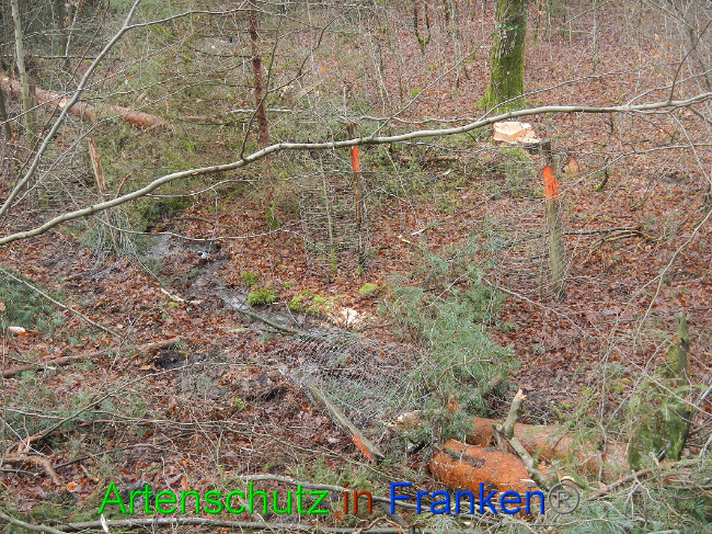 © Artenschutz in Franken® Bild zum Eintrag (1016938-160)