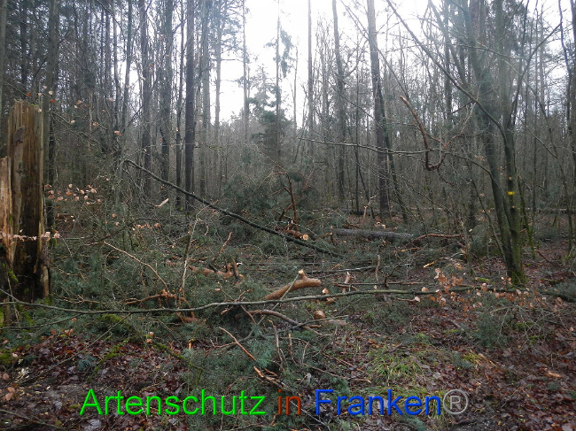 © Artenschutz in Franken® Bild zum Eintrag (1016945-160)