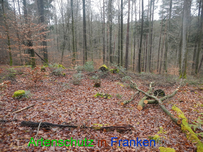 © Artenschutz in Franken® Bild zum Eintrag (1016946-160)