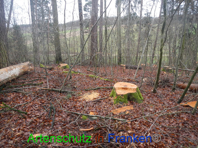 © Artenschutz in Franken® Bild zum Eintrag (1016950-160)