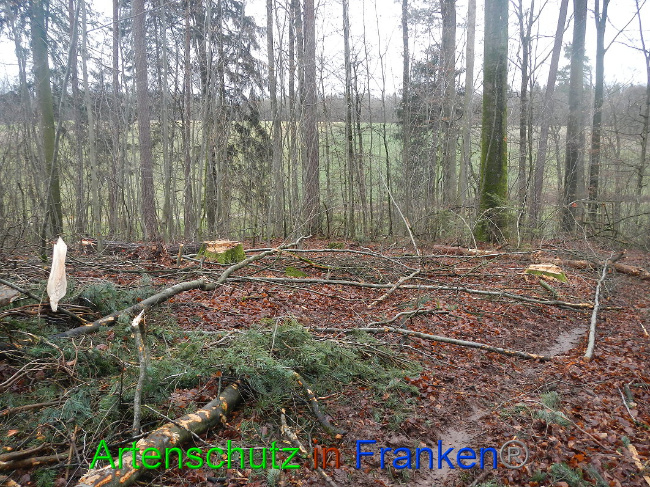 © Artenschutz in Franken® Bild zum Eintrag (1016951-160)
