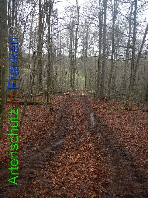 © Artenschutz in Franken® Bild zum Eintrag (1016952-160)