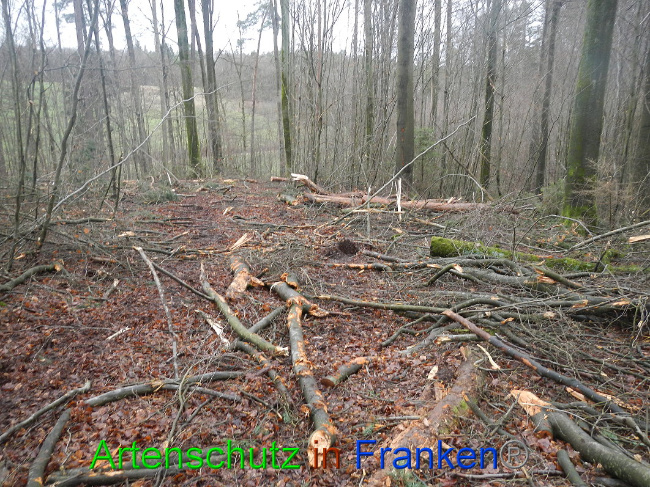 © Artenschutz in Franken® Bild zum Eintrag (1016953-160)