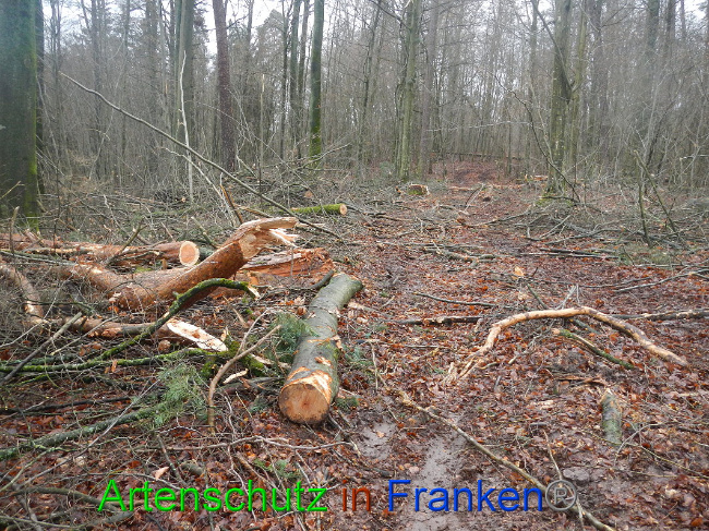 © Artenschutz in Franken® Bild zum Eintrag (1016960-160)
