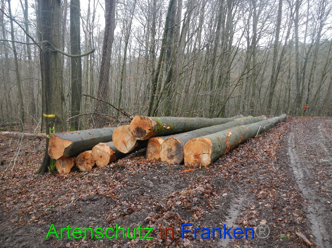 © Artenschutz in Franken® Bild zum Eintrag (1016961-160)