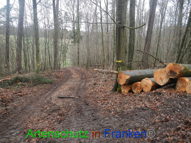 © Artenschutz in Franken® Bild zum Eintrag (1016962-160)