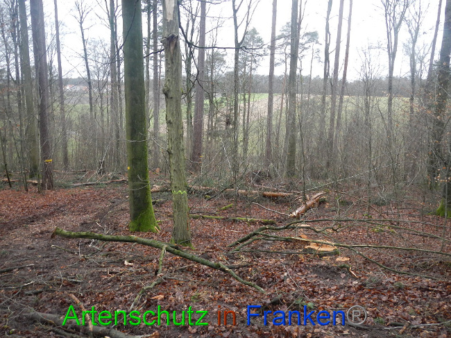 © Artenschutz in Franken® Bild zum Eintrag (1016963-160)