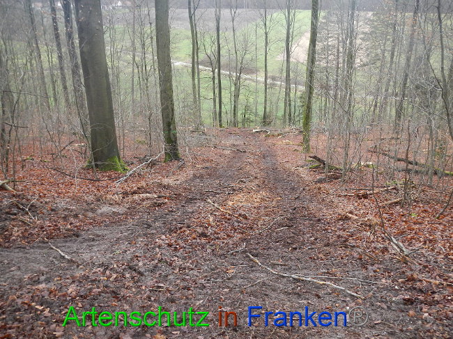 © Artenschutz in Franken® Bild zum Eintrag (1016967-160)