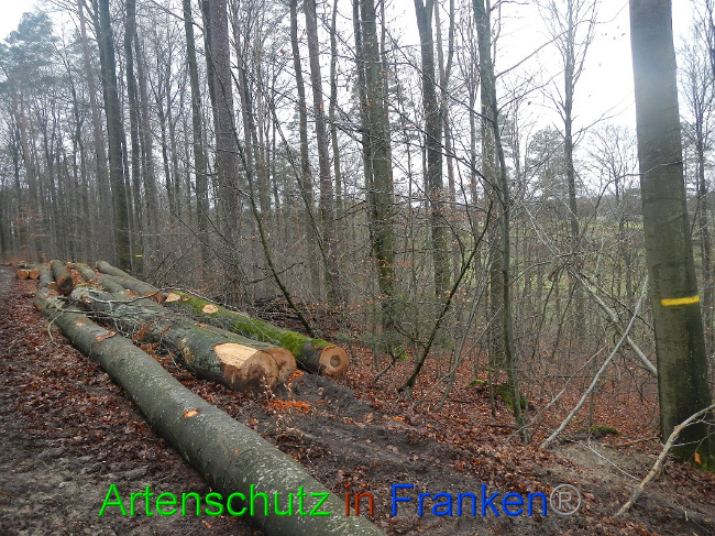 © Artenschutz in Franken® Bild zum Eintrag (1016968-160)