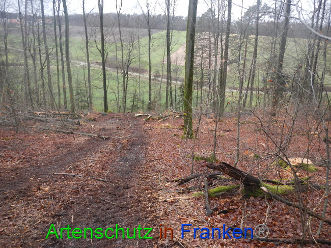 © Artenschutz in Franken® Bild zum Eintrag (1016969-160)