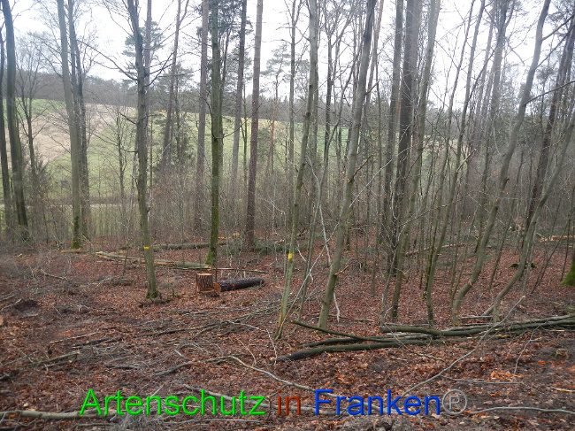 © Artenschutz in Franken® Bild zum Eintrag (1016970-160)