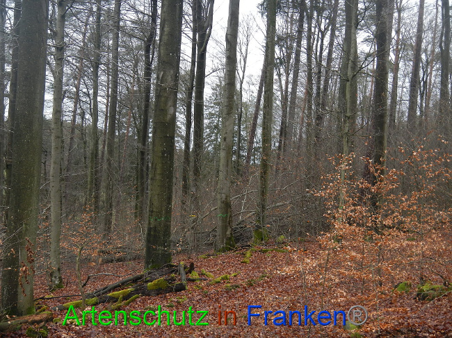 © Artenschutz in Franken® Bild zum Eintrag (1016973-160)