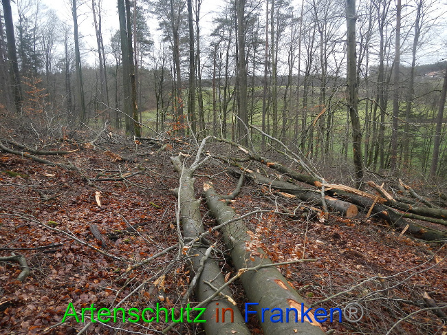 © Artenschutz in Franken® Bild zum Eintrag (1016979-160)