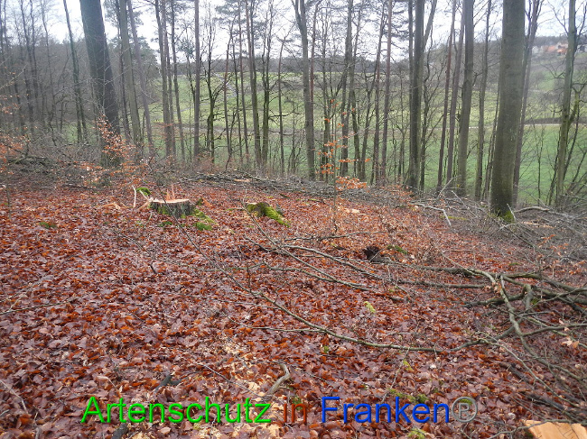 © Artenschutz in Franken® Bild zum Eintrag (1016980-160)