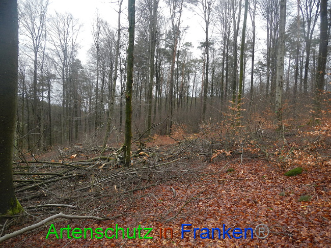 © Artenschutz in Franken® Bild zum Eintrag (1016981-160)