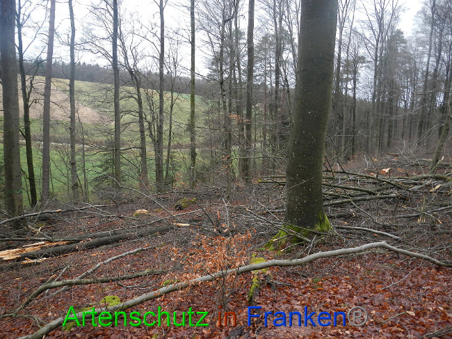 © Artenschutz in Franken® Bild zum Eintrag (1016982-160)