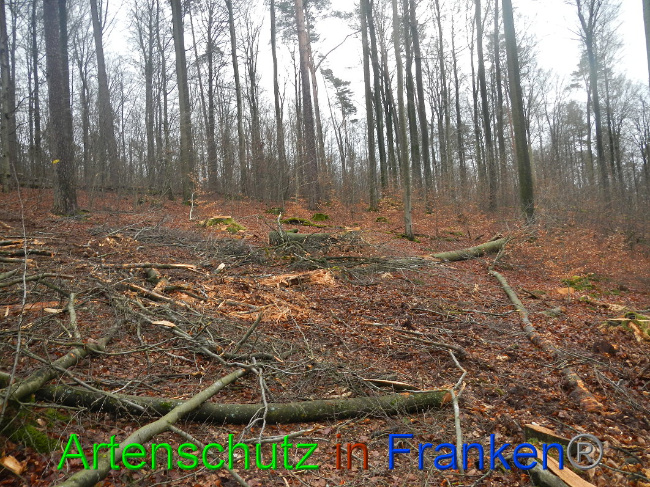 © Artenschutz in Franken® Bild zum Eintrag (1016985-160)
