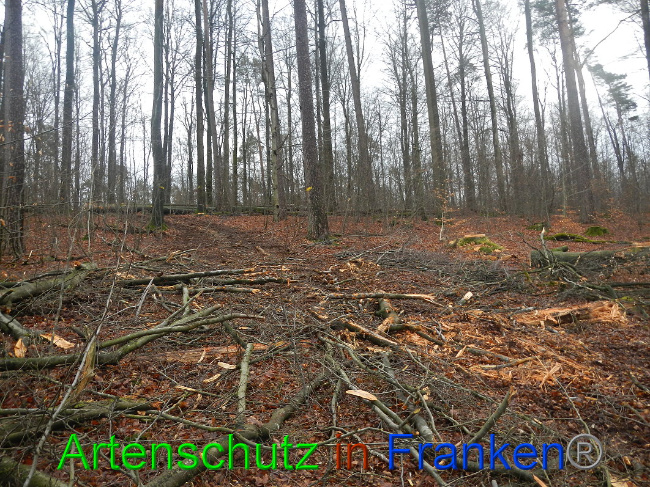 © Artenschutz in Franken® Bild zum Eintrag (1016986-160)