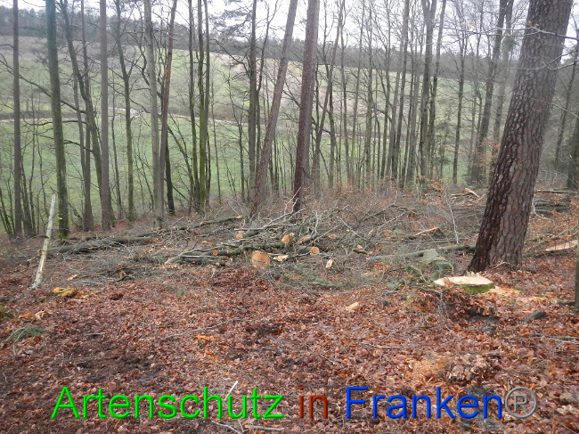 © Artenschutz in Franken® Bild zum Eintrag (1016987-160)