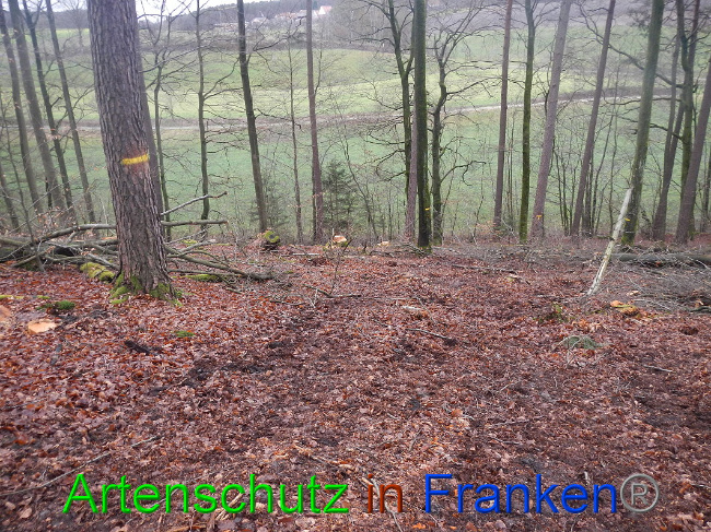 © Artenschutz in Franken® Bild zum Eintrag (1016988-160)