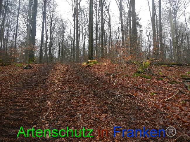 © Artenschutz in Franken® Bild zum Eintrag (1016989-160)