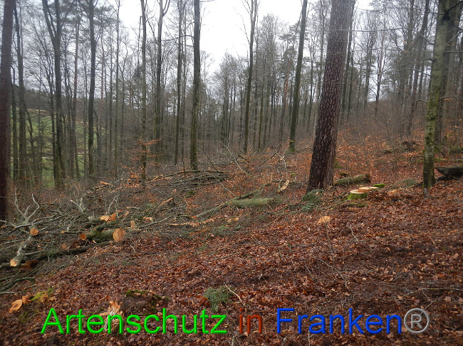 © Artenschutz in Franken® Bild zum Eintrag (1016990-160)